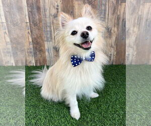 Pomeranian Dogs for adoption in Corona, CA, USA