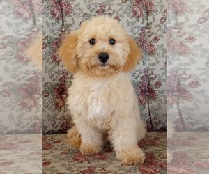 Goldendoodle (Miniature) Puppy for sale in HOLDEN, MO, USA