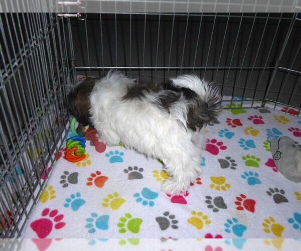 Medium Photo #2 Mal-Shi Puppy For Sale in ORO VALLEY, AZ, USA