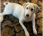 Small #4 Great Pyrenees Mix