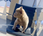 Small Photo #13 French Bulldog Puppy For Sale in SANTA BARBARA, CA, USA