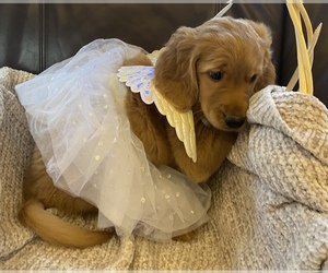 Goldendoodle-Irish Doodle Mix Puppy for sale in CHARLOTTESVILLE, VA, USA