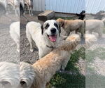 Small #1 Great Pyrenees Mix