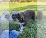 Small #11 Miniature Australian Shepherd