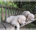 Small Photo #29 English Cream Golden Retriever Puppy For Sale in MILLVILLE, MA, USA