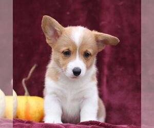 Pembroke Welsh Corgi Puppy for sale in ELLIOTTSBURG, PA, USA