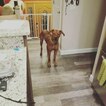 Small Photo #6 Rhodesian Ridgeback Puppy For Sale in CLINTON, OH, USA