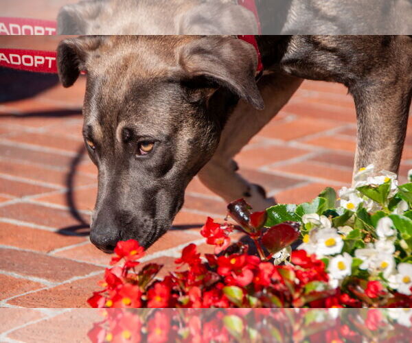 Medium Photo #6 Bulldog-German Shepherd Dog Mix Puppy For Sale in San Jose, CA, USA