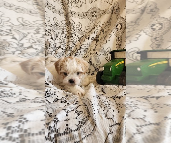 Medium Photo #20 Mal-Shi Puppy For Sale in GREENWOOD, WI, USA