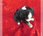 Small Photo #8 Miniature Australian Shepherd Puppy For Sale in HARTVILLE, MO, USA