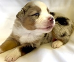 Image preview for Ad Listing. Nickname: Butterball