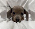 Small #2 Chiweenie