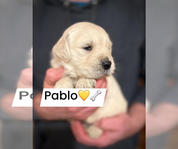 Medium Photo #1 Golden Retriever Puppy For Sale in ALPENA, MI, USA