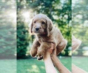Labrador Retriever-Poodle (Toy) Mix Puppy for sale in STEVENS, PA, USA