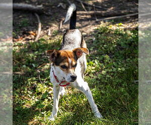 Raggle Dogs for adoption in Atlanta, GA, USA