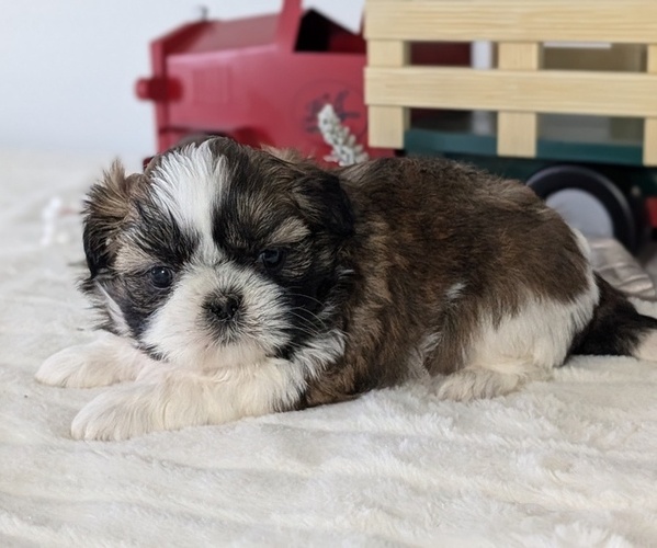 Medium Photo #28 Shih Tzu Puppy For Sale in GOSHEN, IN, USA