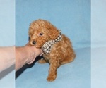 Small #4 Poodle (Toy)