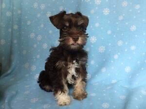Schnauzer (Miniature) Puppy for sale in TULSA, OK, USA