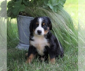 Bernese Mountain Dog Puppy for sale in FREDERICKSBG, OH, USA