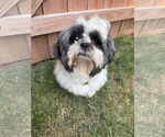 Small #5 Shih Tzu