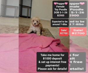Poodle (Toy) Puppy for sale in TUCSON, AZ, USA