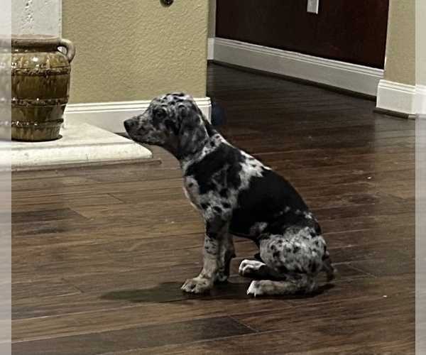 Medium Photo #6 Catahoula Leopard Dog Puppy For Sale in SPRING, TX, USA