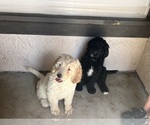 Small Photo #10 Goldendoodle Puppy For Sale in VALENCIA, CA, USA