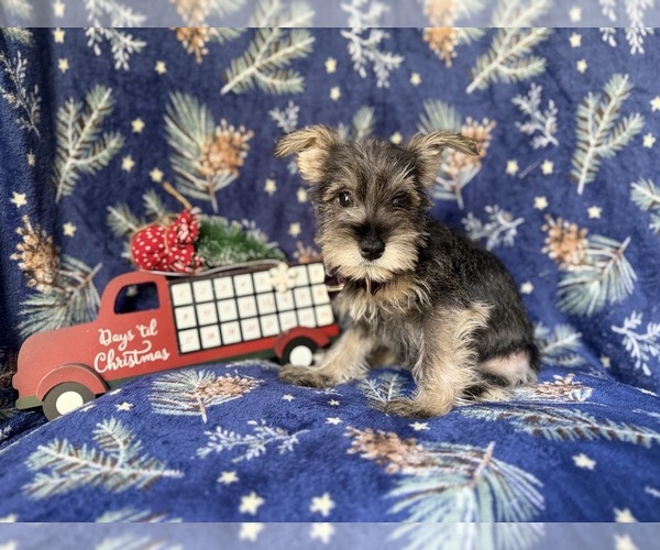 Medium Photo #6 Schnauzer (Miniature) Puppy For Sale in LAKELAND, FL, USA