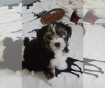 Puppy Venus Morkie-Yorkshire Terrier Mix