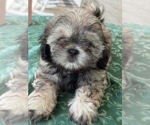Shih Tzu Puppy for Sale in CANTONMENT, Florida USA
