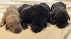 Small Photo #1 Labrador Retriever Puppy For Sale in BOWIE, TX, USA