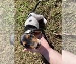 Small Photo #7 Basset Hound Puppy For Sale in LAWRENCEBURG, TN, USA