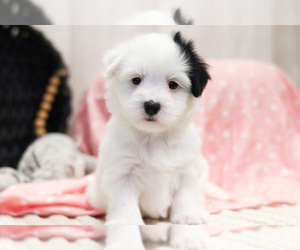 Coton de Tulear Dog for Adoption in SYRACUSE, Indiana USA
