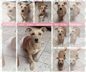 Dachshund-Labrador Retriever Mix Dogs for adoption in Mesa, AZ, USA