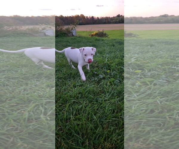 Medium Photo #1 Mutt Puppy For Sale in New London, WI, USA