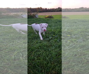 Mutt Dogs for adoption in New London, WI, USA