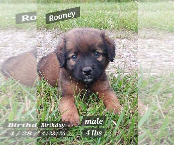 Medium Photo #1 Golden Retriever-Plott Hound Mix Puppy For Sale in Springdale, PA, USA