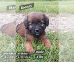 Small Golden Retriever-Plott Hound Mix