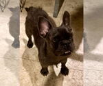 Small French Bulldog