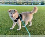 Small #1 Shiba Inu Mix