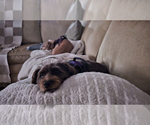 Medium Photo #3 Mutt Puppy For Sale in New York, NY, USA