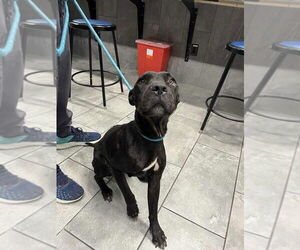 American Pit Bull Terrier-Unknown Mix Dogs for adoption in New York, NY, USA