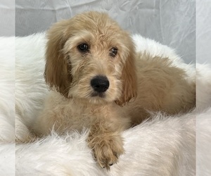 Irish Doodle Puppy for sale in DUNDEE, OH, USA