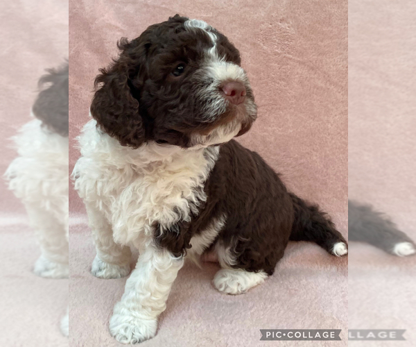 Medium Photo #5 Lagotto Romagnolo Puppy For Sale in VANCOUVER, WA, USA