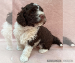 Small #4 Lagotto Romagnolo