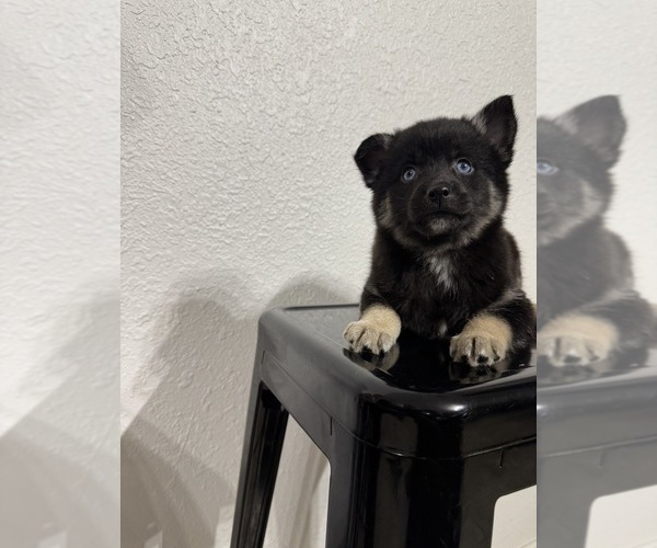 Medium Photo #1 Pomsky Puppy For Sale in DAVENPORT, FL, USA