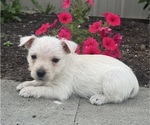 Small West Highland White Terrier