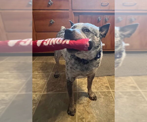 Medium Photo #2 Mutt Puppy For Sale in Garden City, NY, USA