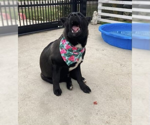 Medium Photo #9 Mutt Puppy For Sale in Spring, TX, USA