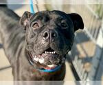 Small Photo #7 Mutt Puppy For Sale in Martinez, CA, USA